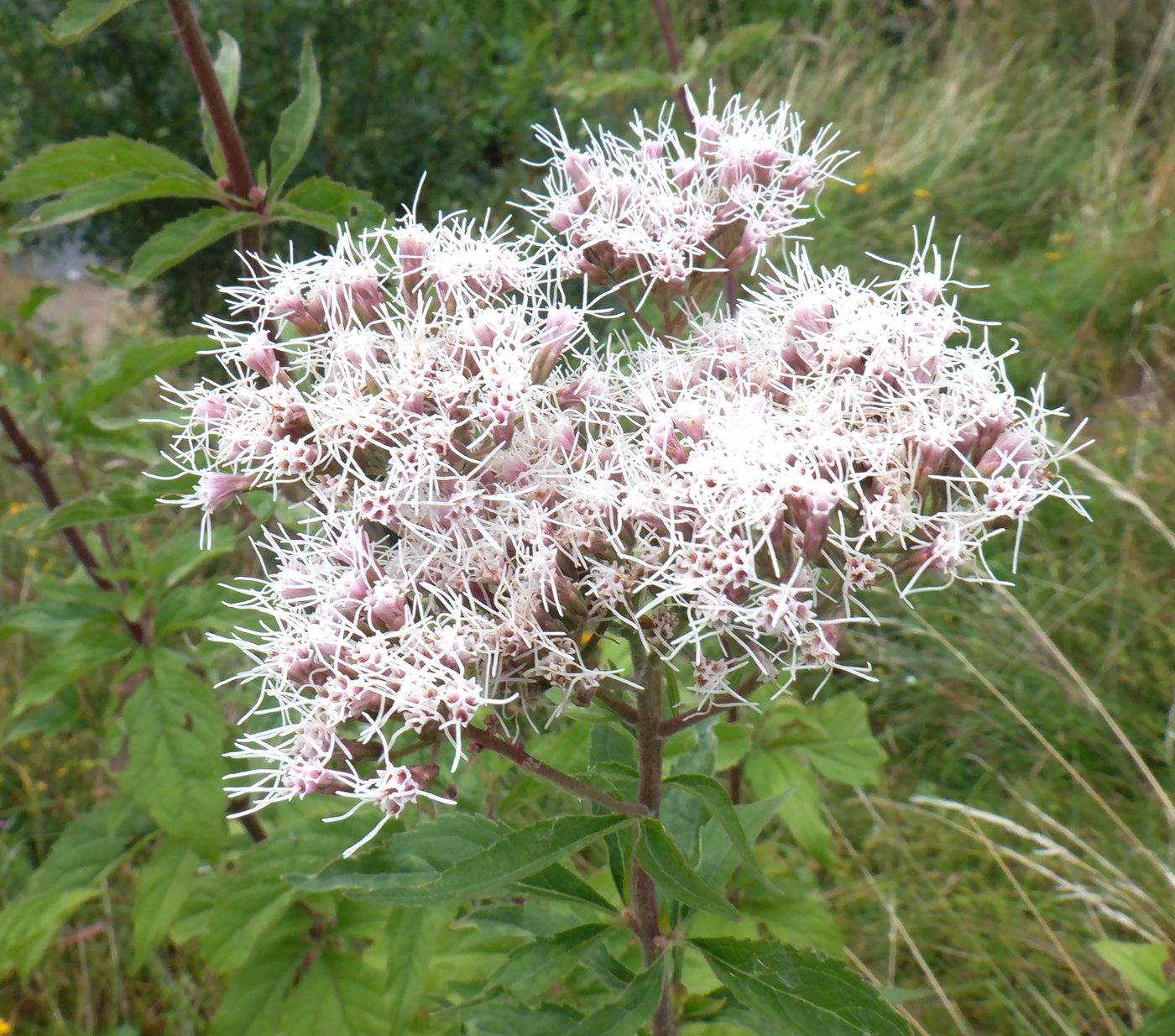 Изображение особи Eupatorium cannabinum.