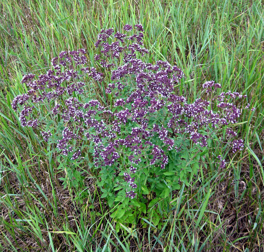 Изображение особи Origanum vulgare.