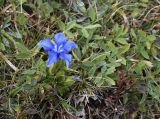 Gentiana verna