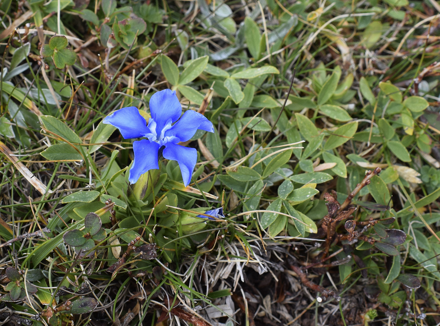 Изображение особи Gentiana verna.