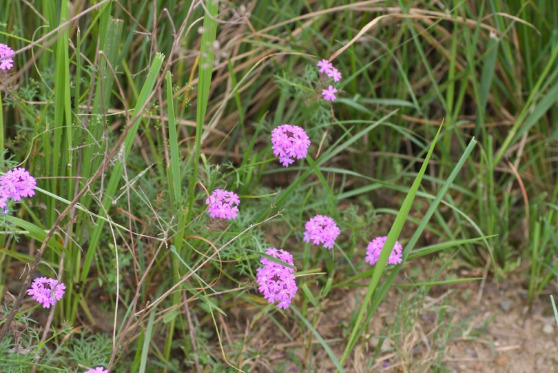 Image of Glandularia pulchella specimen.