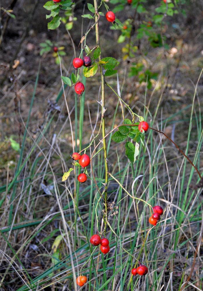 Image of genus Rosa specimen.