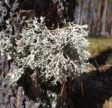 Pseudevernia furfuracea