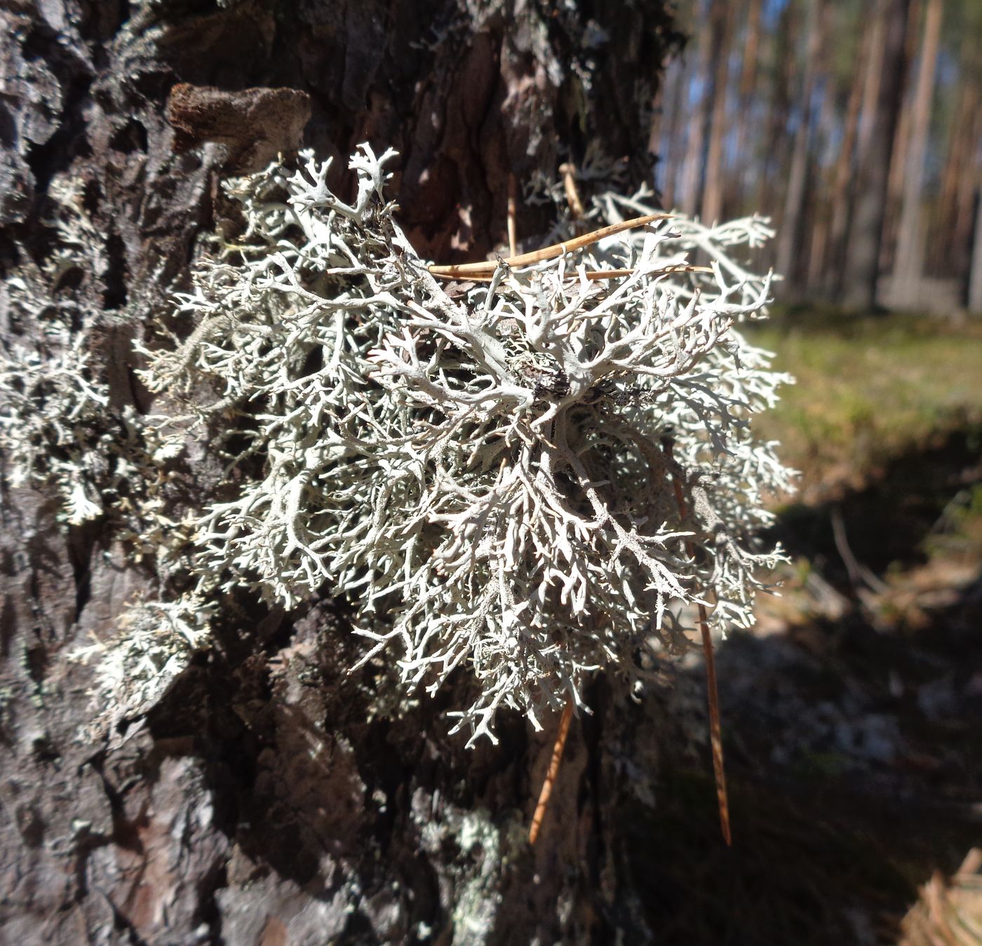 Изображение особи Pseudevernia furfuracea.