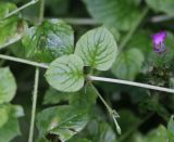 Stellaria nemorum