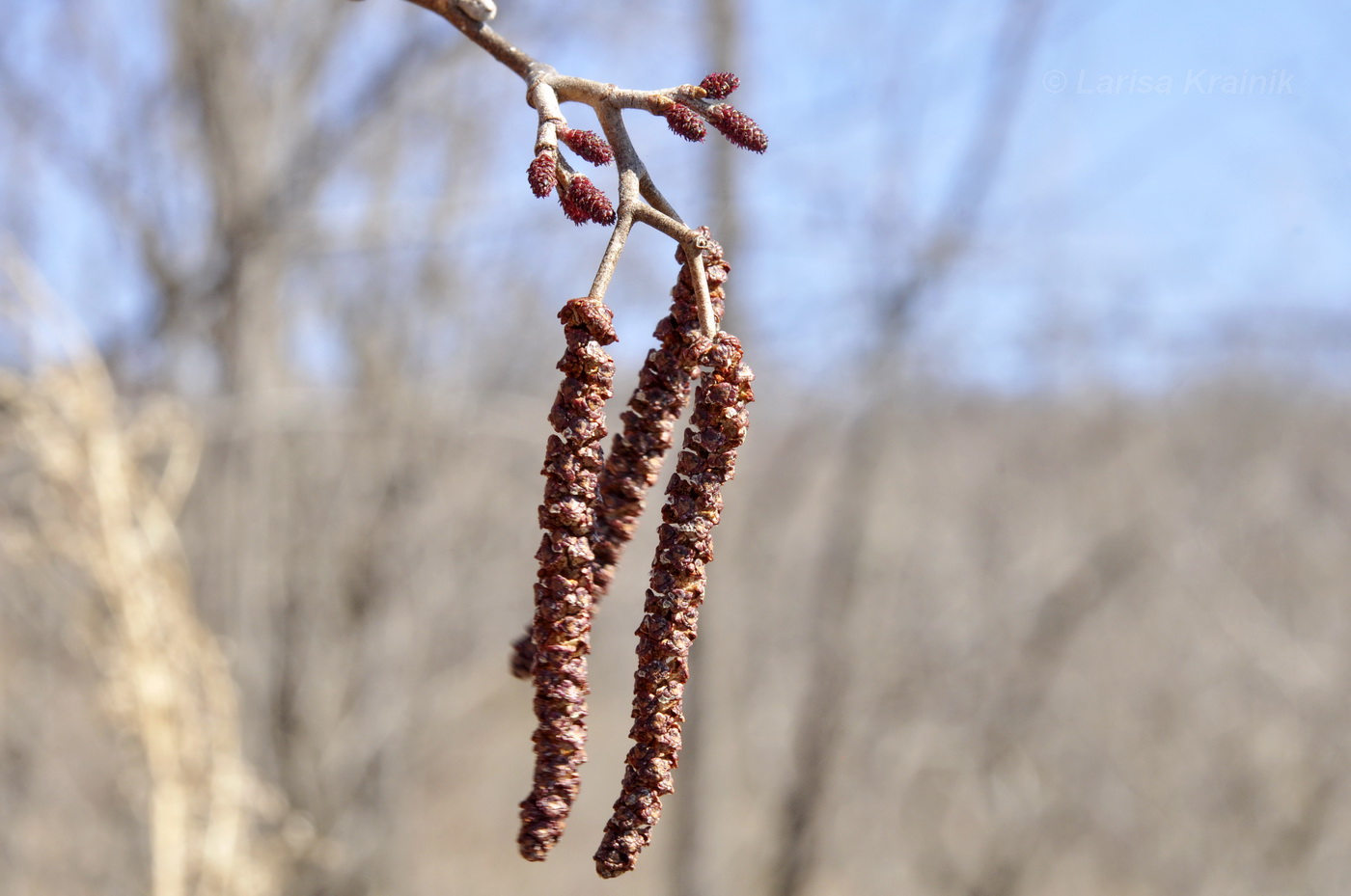 Image of Alnus japonica specimen.