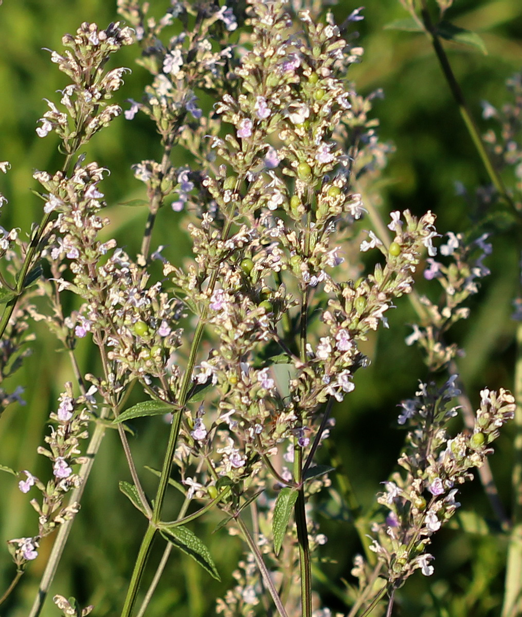 Image of Nepeta nuda specimen.