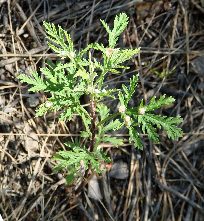 Image of Artemisia gmelinii specimen.