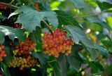 Viburnum opulus