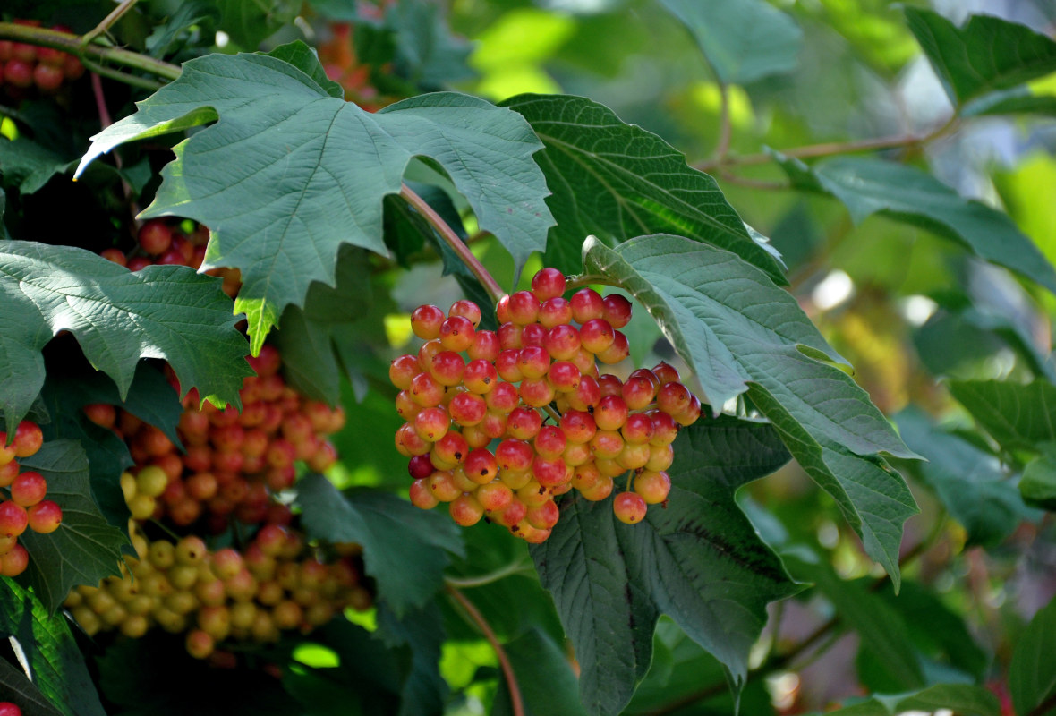 Image of Viburnum opulus specimen.