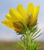 Adonis vernalis