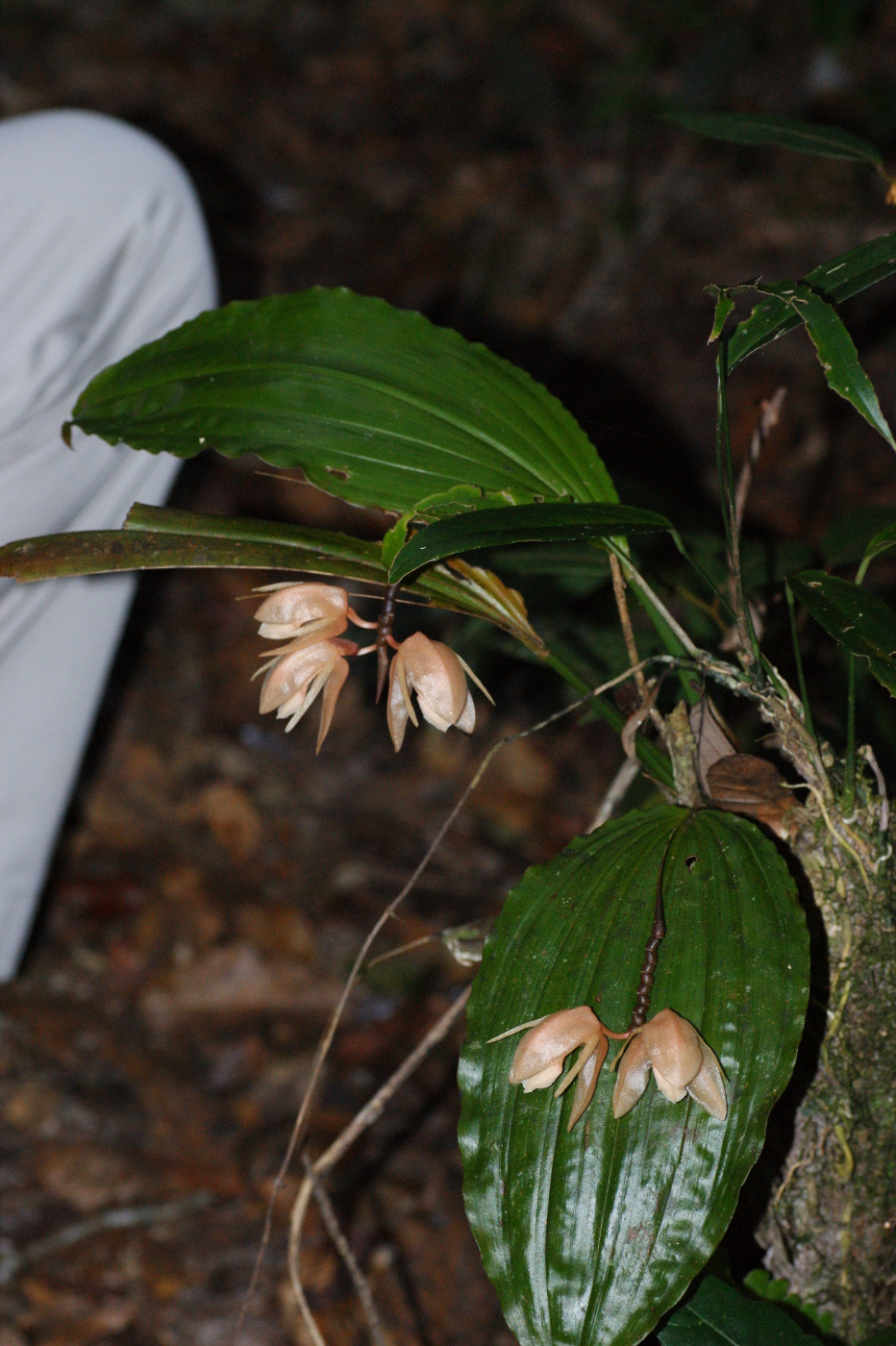 Image of genus Coelogyne specimen.