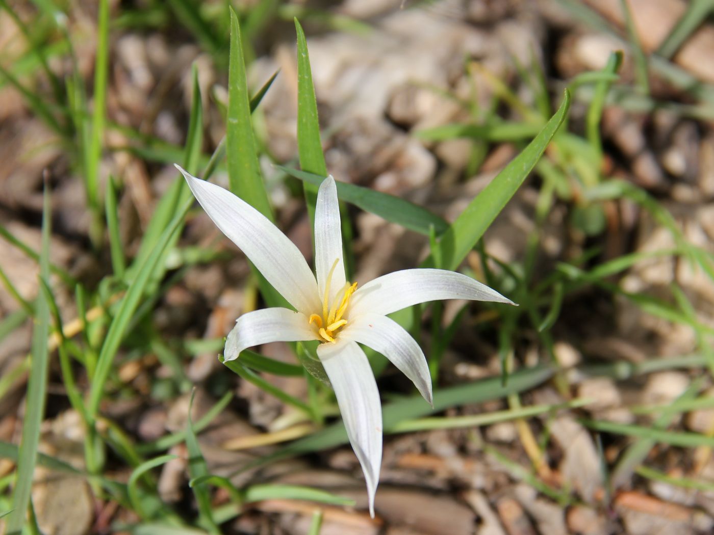 Изображение особи Colchicum kesselringii.