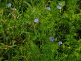 genus Linum