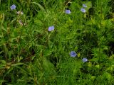 genus Linum