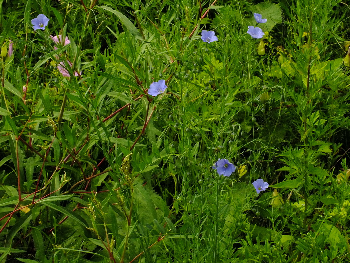 Изображение особи род Linum.