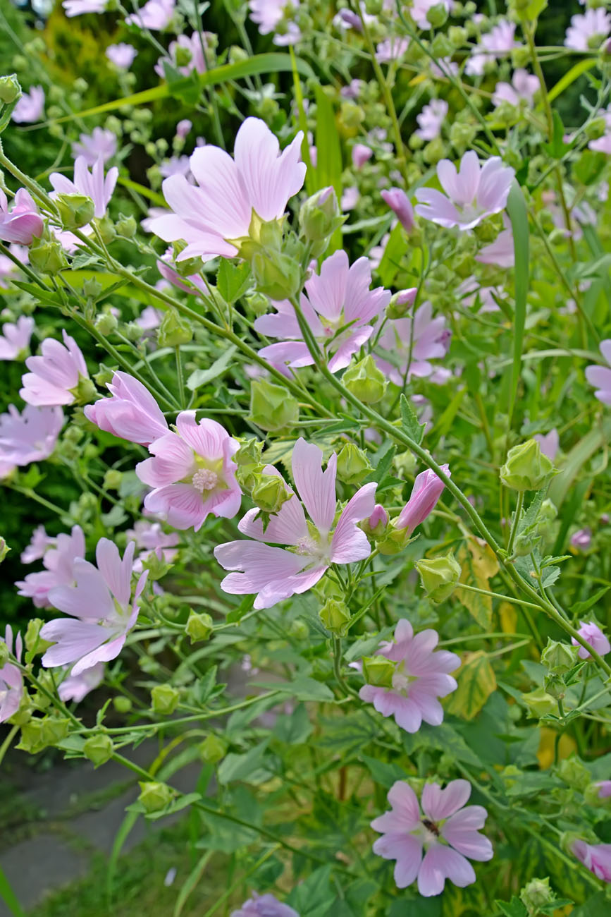 Image of Malva thuringiaca specimen.