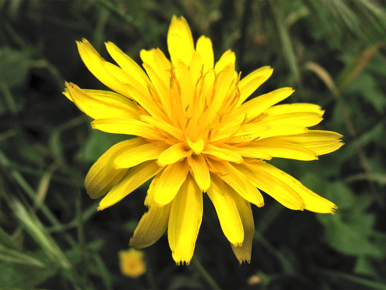 Изображение особи Hyoseris lucida.