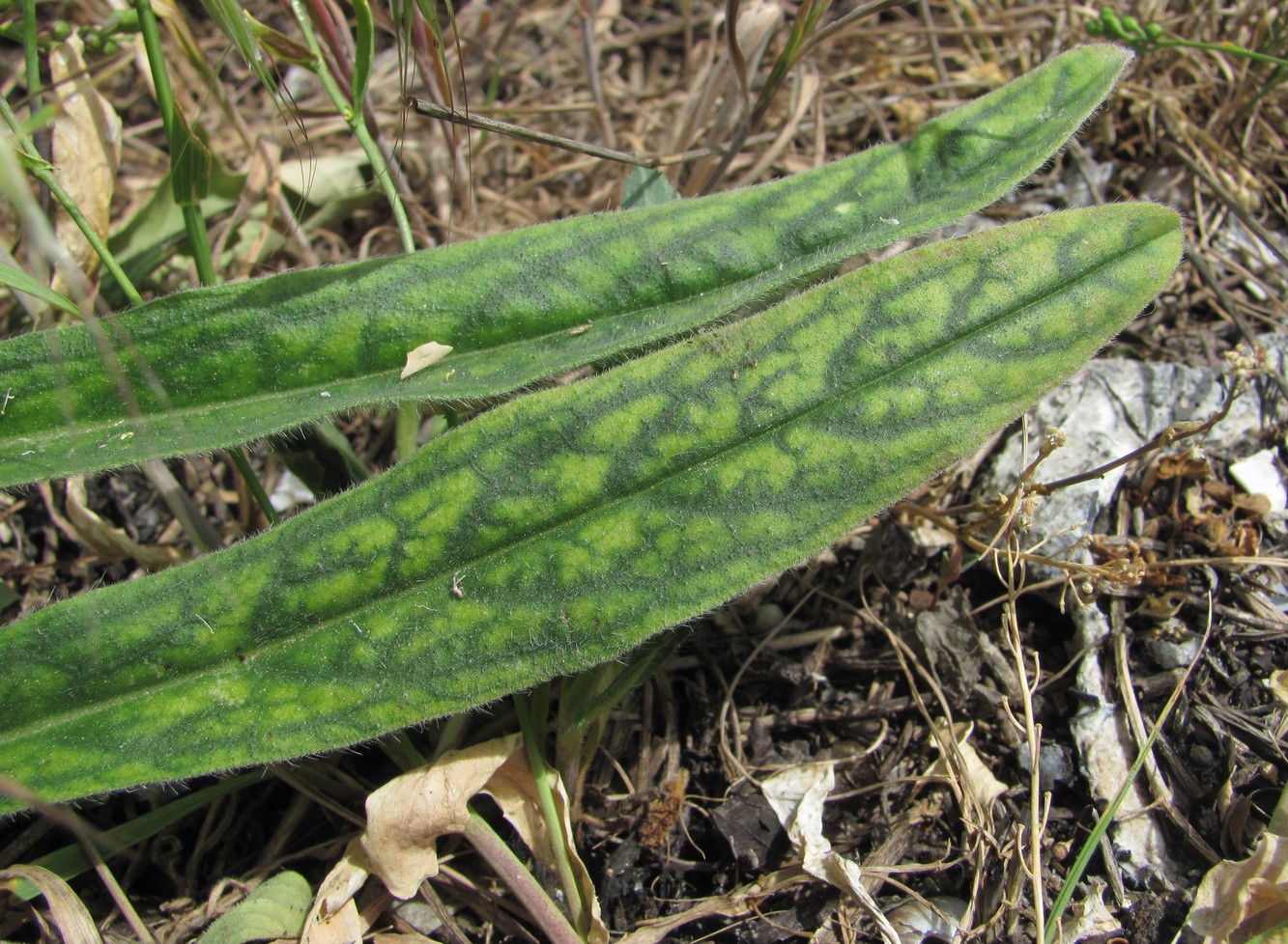 Изображение особи Echium vulgare.