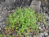 Geranium sibiricum