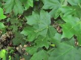 Acer campestre. Лист с галлами Aceria macrochela. Краснодарский край, Абинский р-н, окр. пос. Синегорск, берег р. Хабль. 05.06.2020.