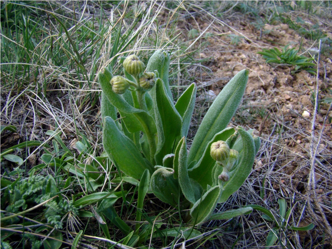 Изображение особи Ligularia philanthrax.