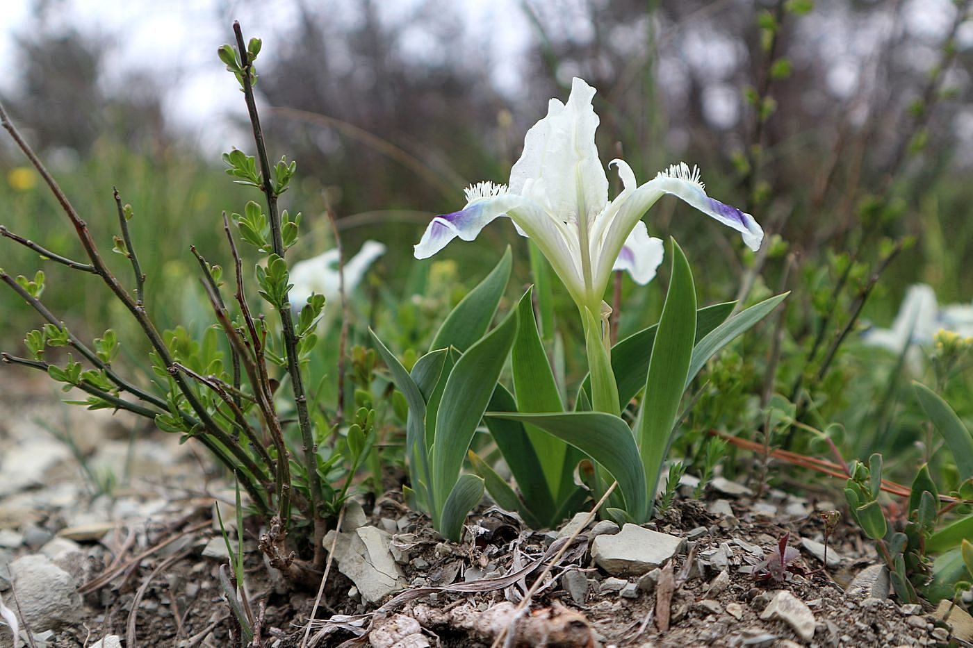 Изображение особи Iris pumila.