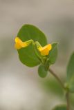 Coronilla scorpioides. Соцветие. Краснодарский край, м/о г. Новороссийск, южный склон Маркотхского хребта, каменистый склон. 02.05.2021.