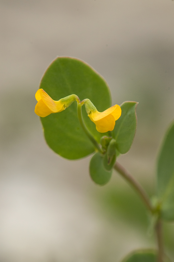 Изображение особи Coronilla scorpioides.