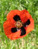 Papaver stevenianum