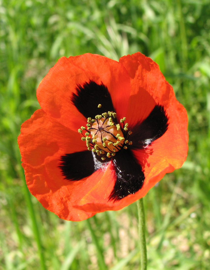 Изображение особи Papaver stevenianum.