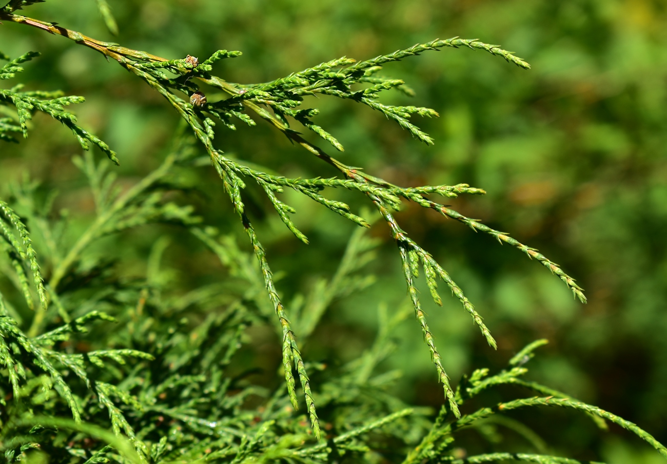 Image of Chamaecyparis pisifera specimen.