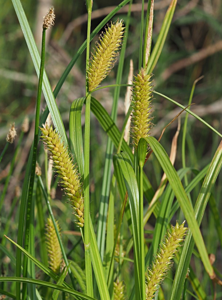 Image of Carex vesicaria specimen.