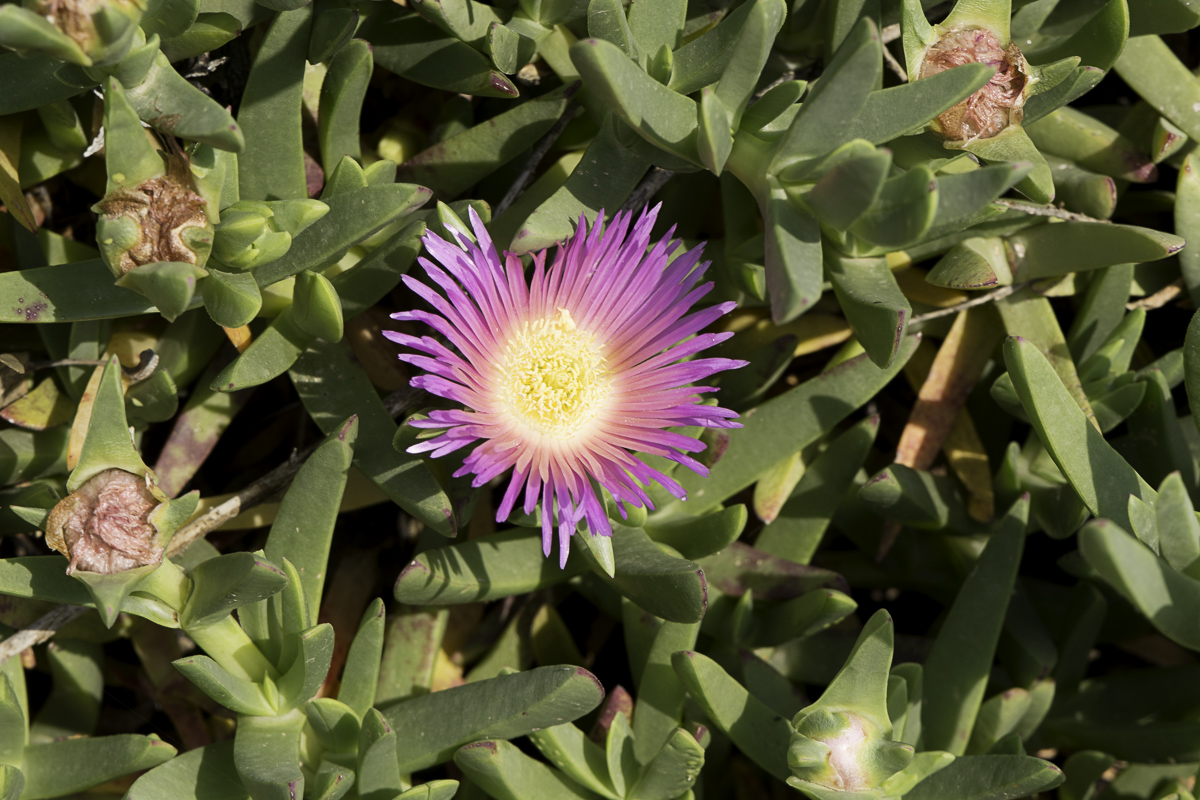 Изображение особи Carpobrotus modestus.