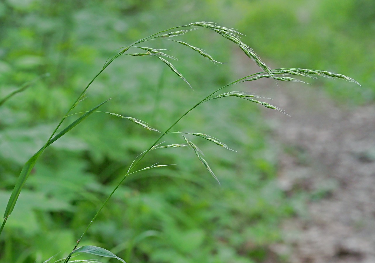 Изображение особи Festuca gigantea.