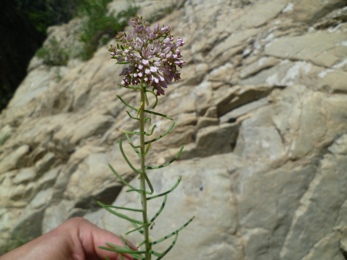 Изображение особи Pseudosedum condensatum.