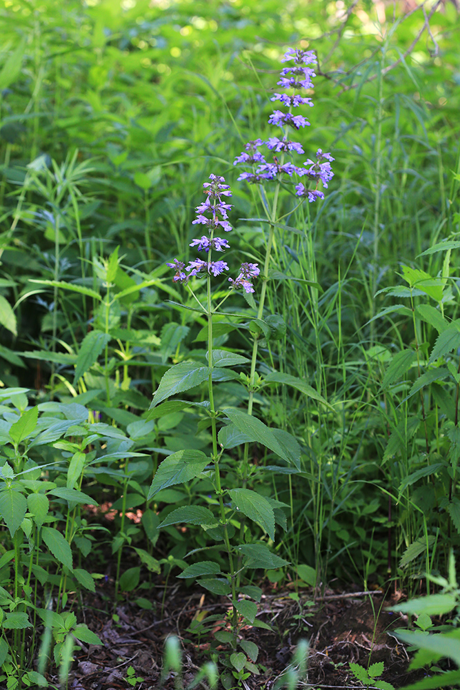 Image of Nepeta manchuriensis specimen.