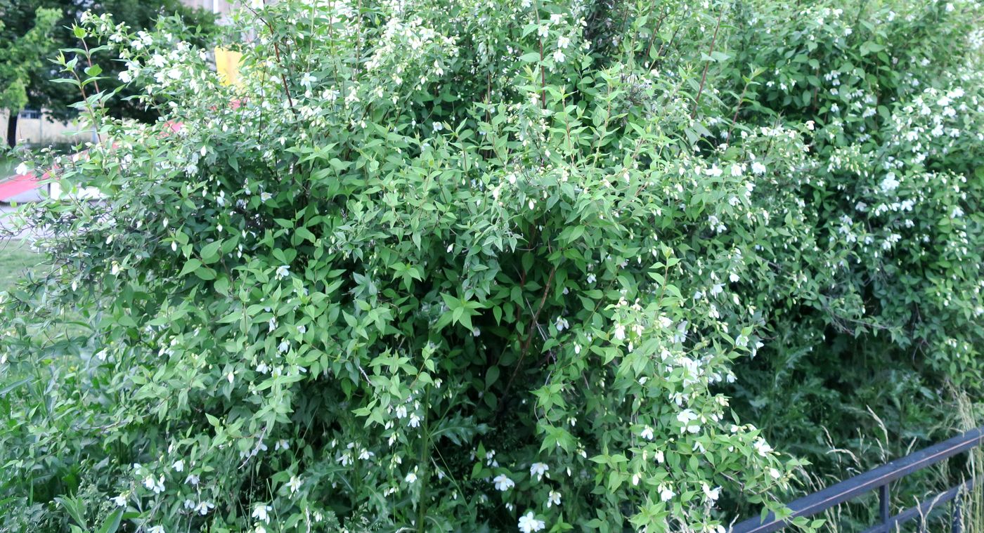 Image of Philadelphus tenuifolius specimen.