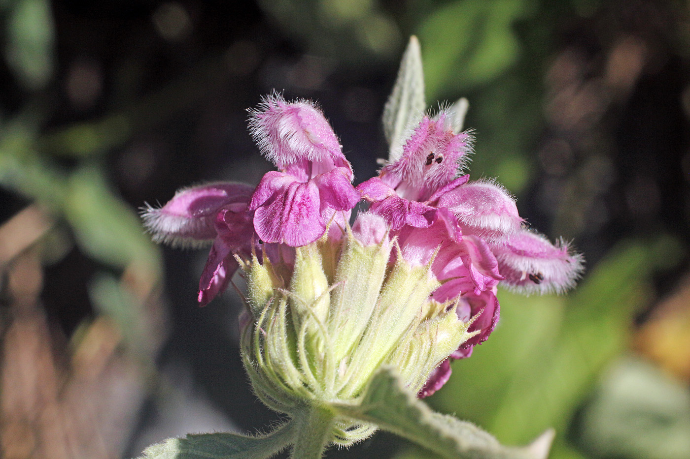 Image of Phlomoides canescens specimen.