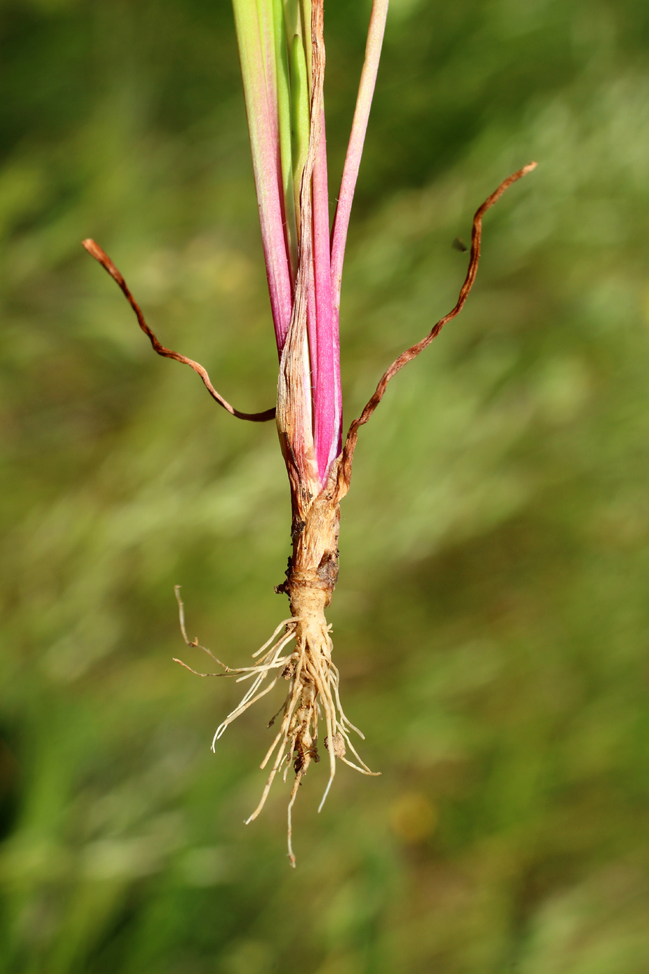 Изображение особи Plantago tenuiflora.