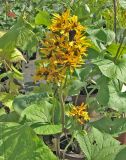 Ligularia &times; hessei