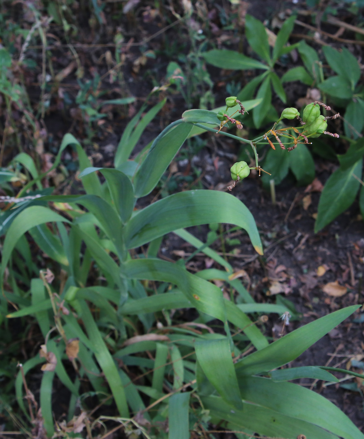 Изображение особи Belamcanda chinensis.