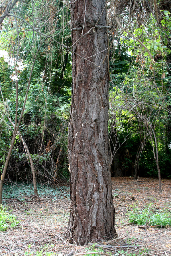 Изображение особи Pinus pallasiana.