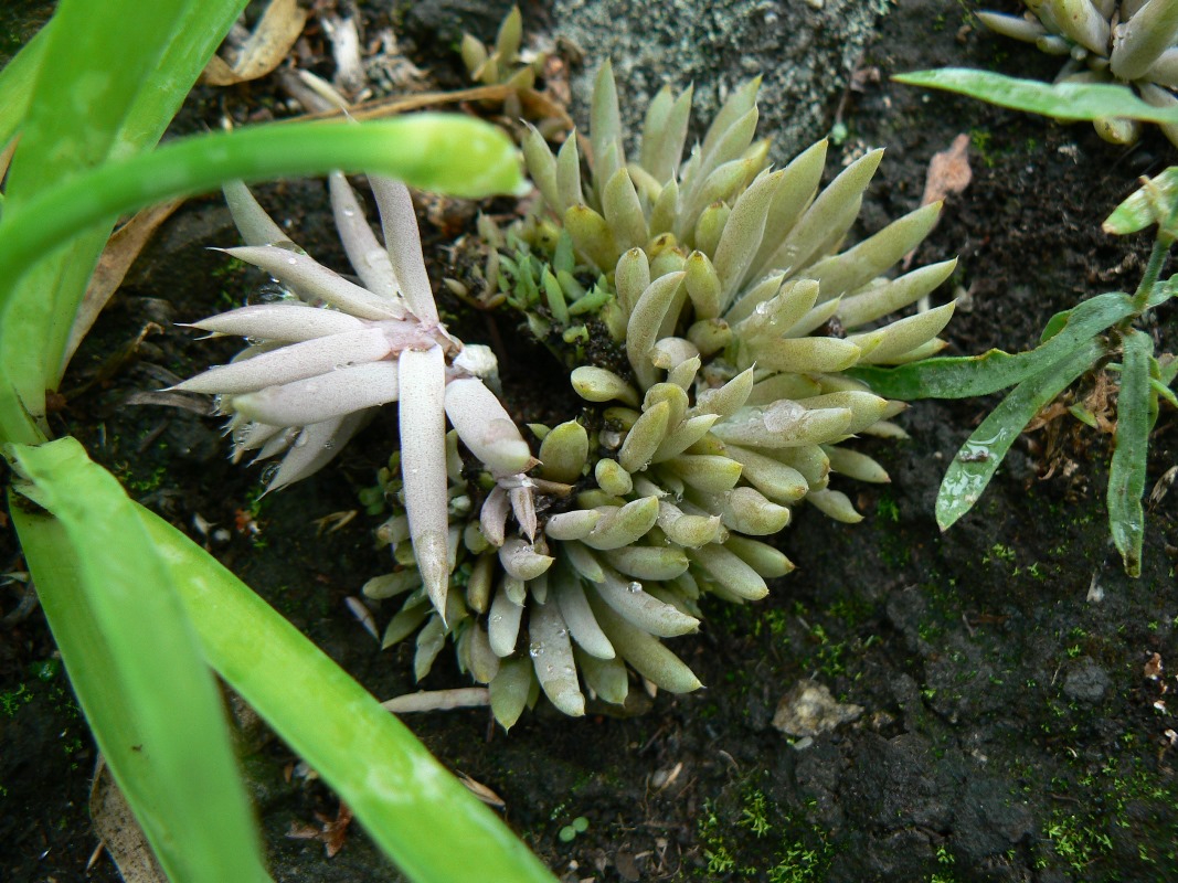 Image of Orostachys erubescens specimen.