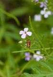 Dontostemon dentatus. Цветок, бутон, кормящийся клоп и незрелые плоды. Приморский край, бухта Теляковского, каменистый берег моря. 13.07.2021.