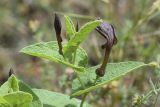 Aristolochia pistolochia. Верхушка побега с цветками. Испания, автономное сообщество Каталония, провинция Жирона, комарка Баш Эмпорда, муниципалитет Тороэлья-де-Монгри, долина Санта-Катерина, опушка соснового леса. 23.05.2021.