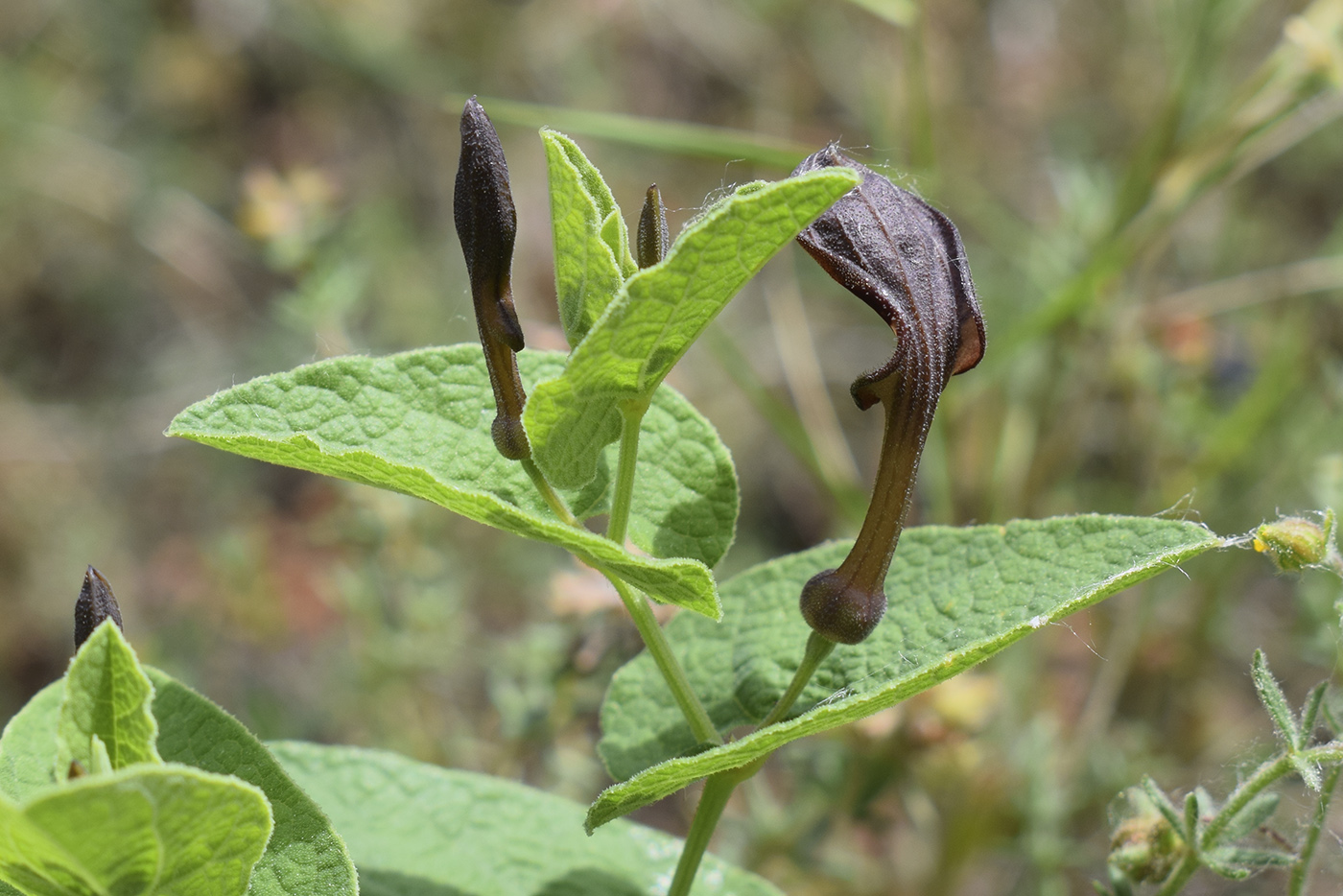 Изображение особи Aristolochia pistolochia.