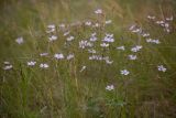 Linum tenuifolium