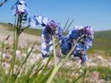 Myosotis alpestris. Верхушка веточки с соцветиями. Адыгея, Кавказский биосферный заповедник, северо-восточный склон горы Оштен, ≈ 2300 м н.у.м., субальпийский луг. 18.07.2015.