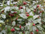 Crataegus persimilis. Ветви с плодами. Санкт-Петербург, ботанический сад БИН РАН, в культуре. 22.09.2021.